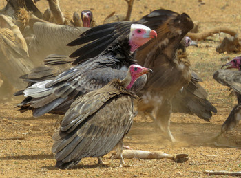 Hooded Vulture and White-headed Vulture