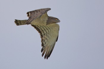 Beaudouin's Snake-eagle